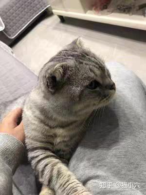 资深猫奴良心推荐 国产优质猫粮品牌 知乎