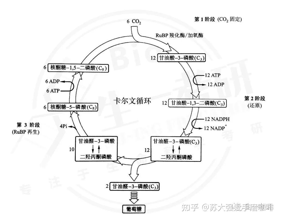 叶绿体的思维导图图片