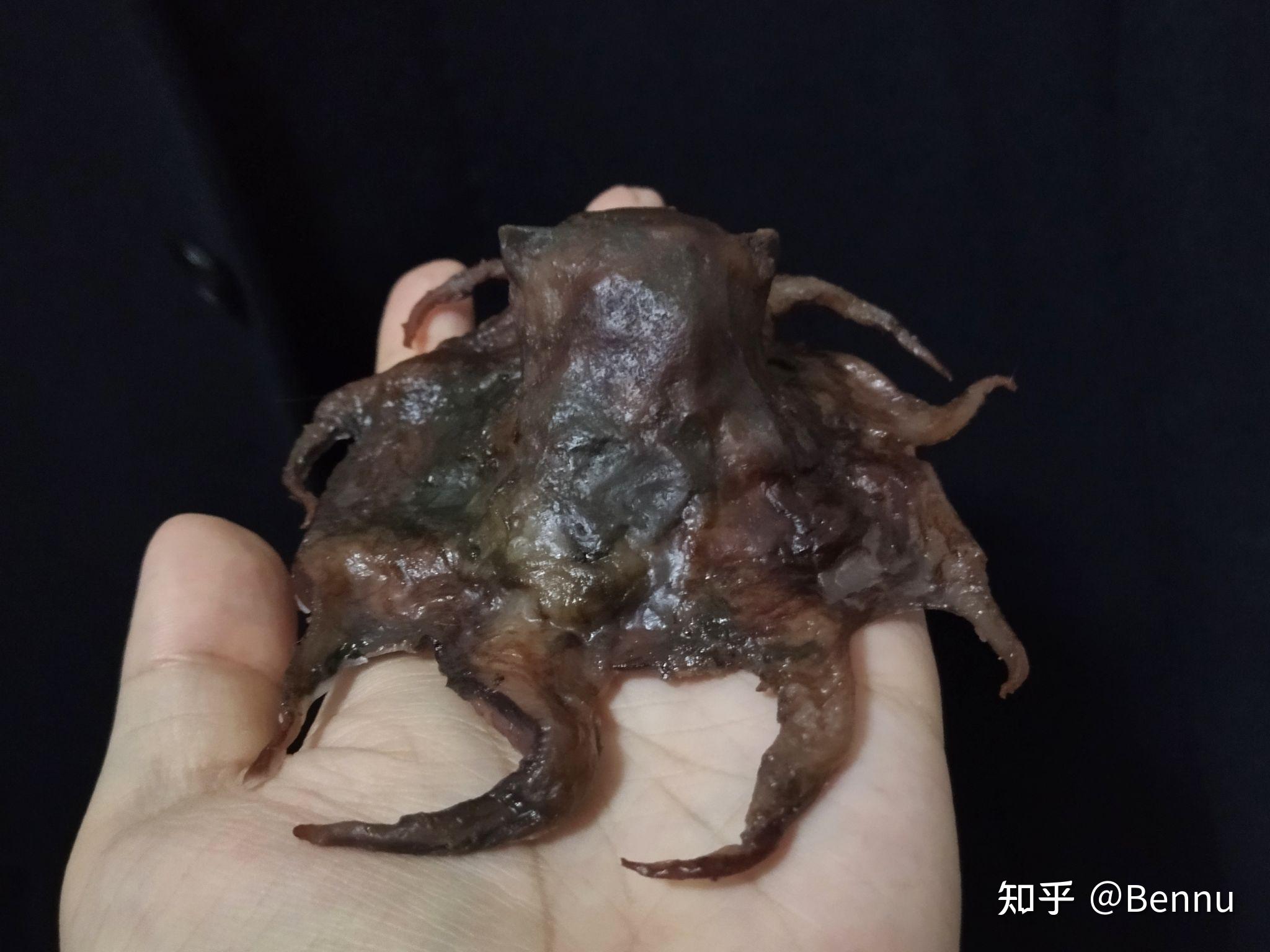 【动物标本】面蛸opisthoteuthis sp. - 知乎