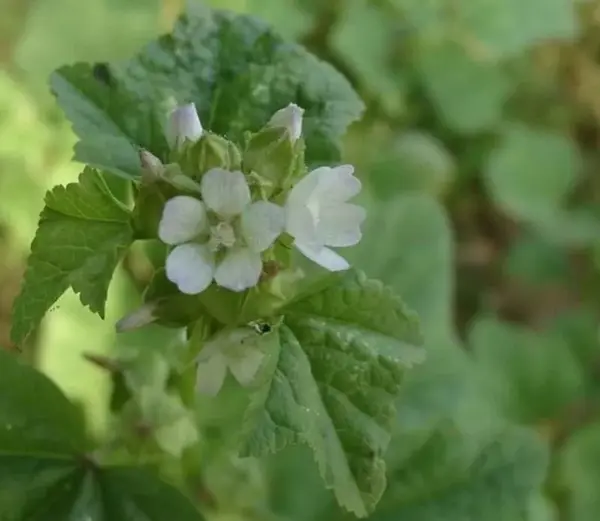 汉乐府 长歌行 中的 园中葵 指的是什么 知乎