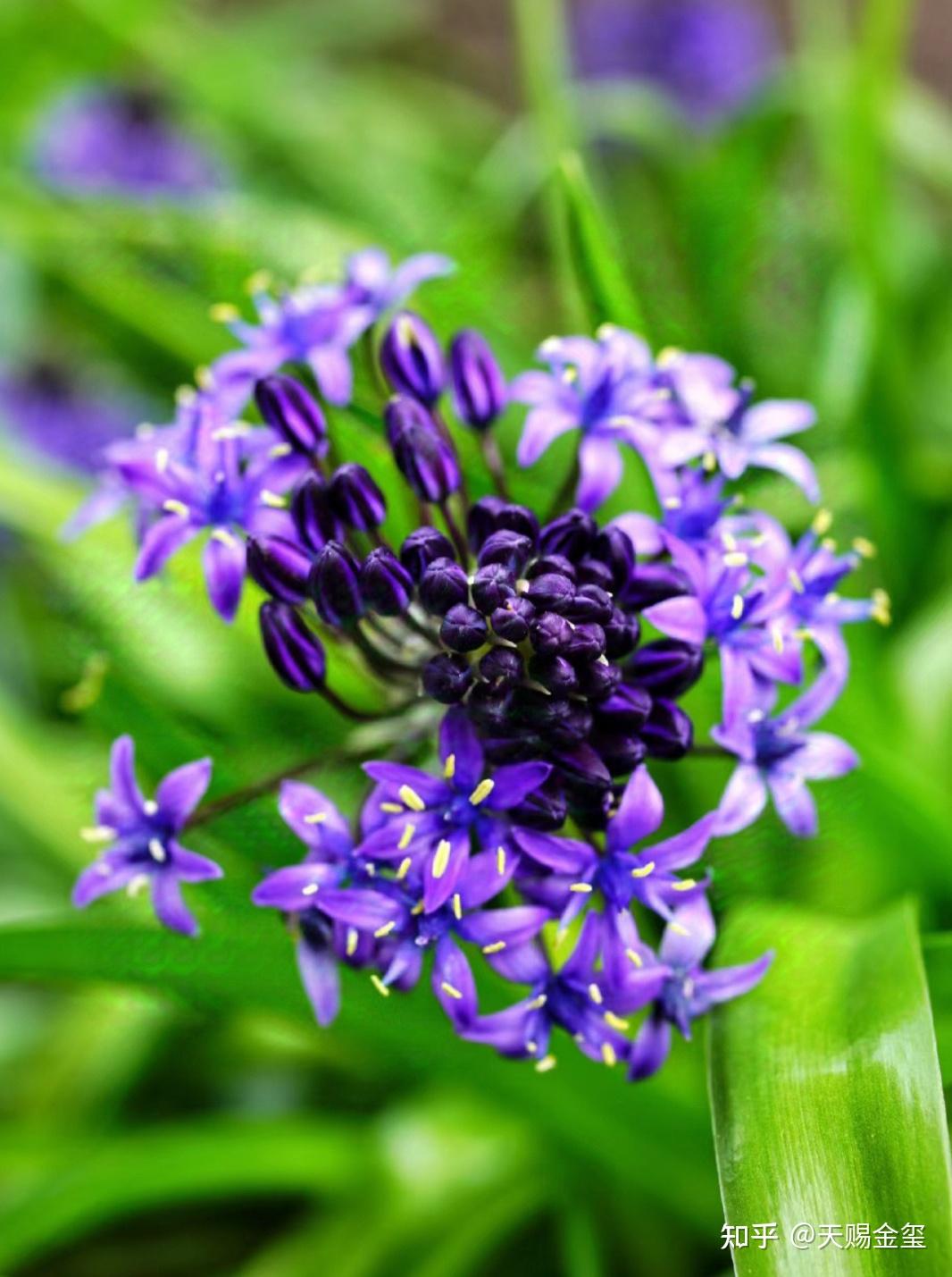 【珍稀植物】‖ 地中海蓝钟花: 花株丛低矮、花形别致,色彩丰富,可供春季配植花坛! - 知乎