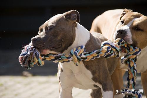 比特犬沒有鎖定鉗口,它們的下顎和其他任何一種狗都一樣,它們的咬合力