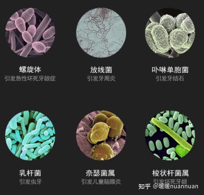 据有关资料统计,一把普通牙刷使用超过4个月,牙刷头上的细菌高达130