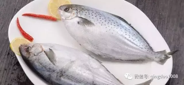 阿根廷雪花鲳斑点鲳科普