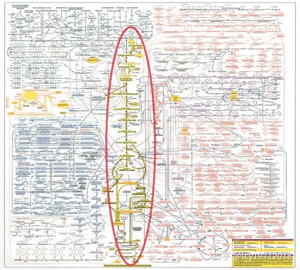 代谢与代谢途径 - 知乎