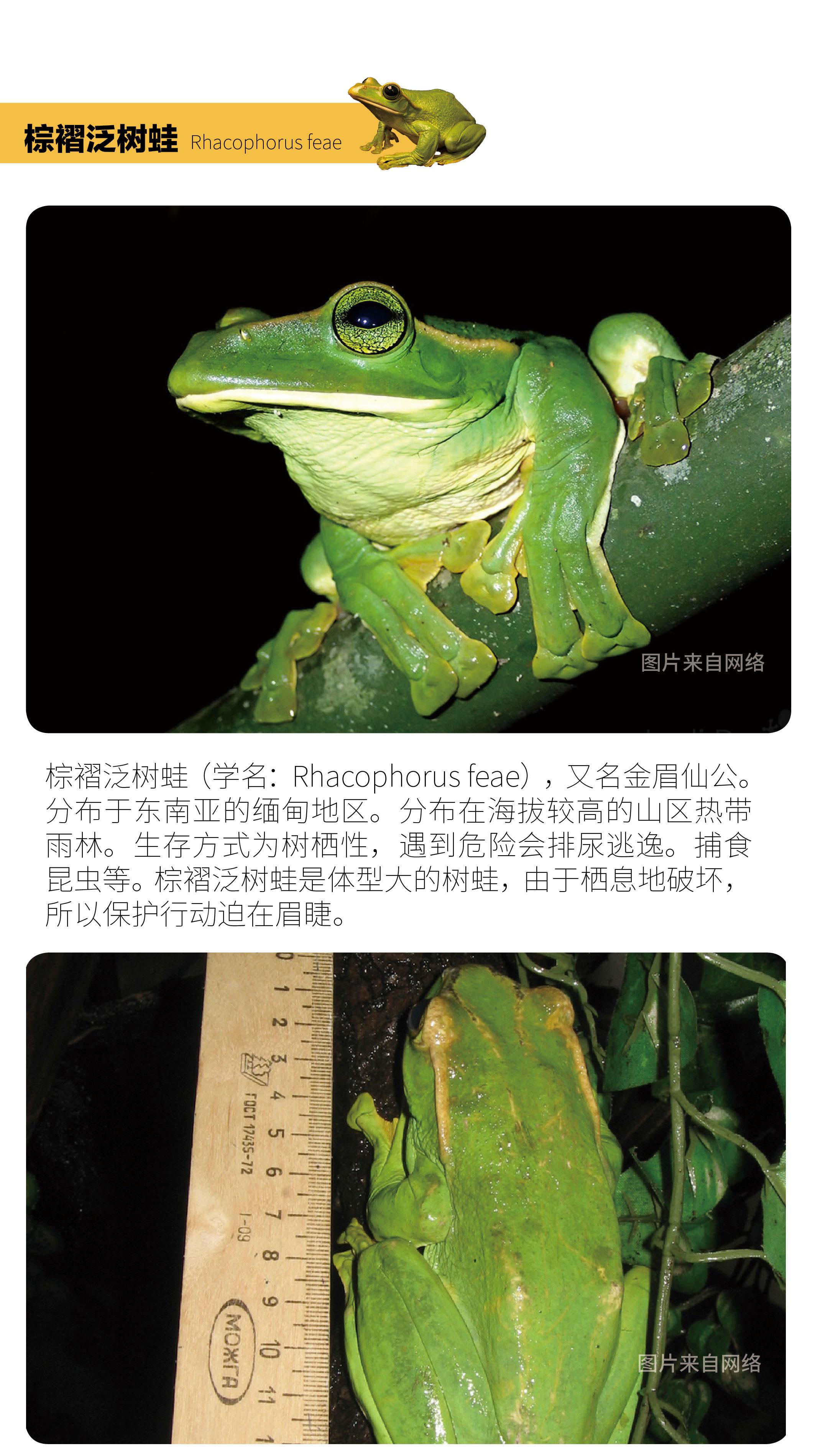 物种小谈|棕褶泛树蛙