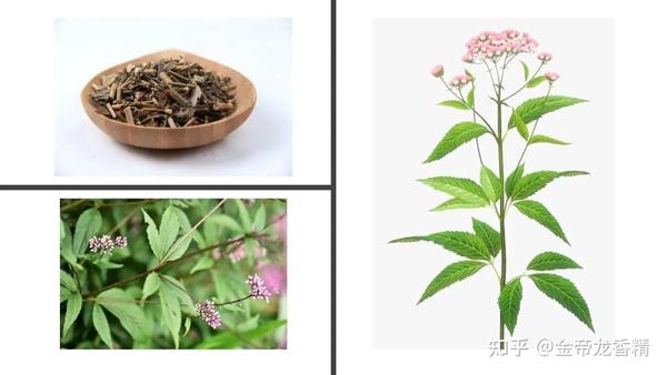 香精与香料(99)—佩兰(Eupatorium fortunei ) - 知乎
