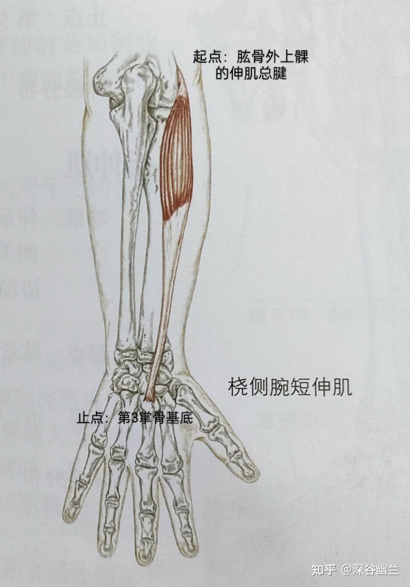 腕伸肌群图片