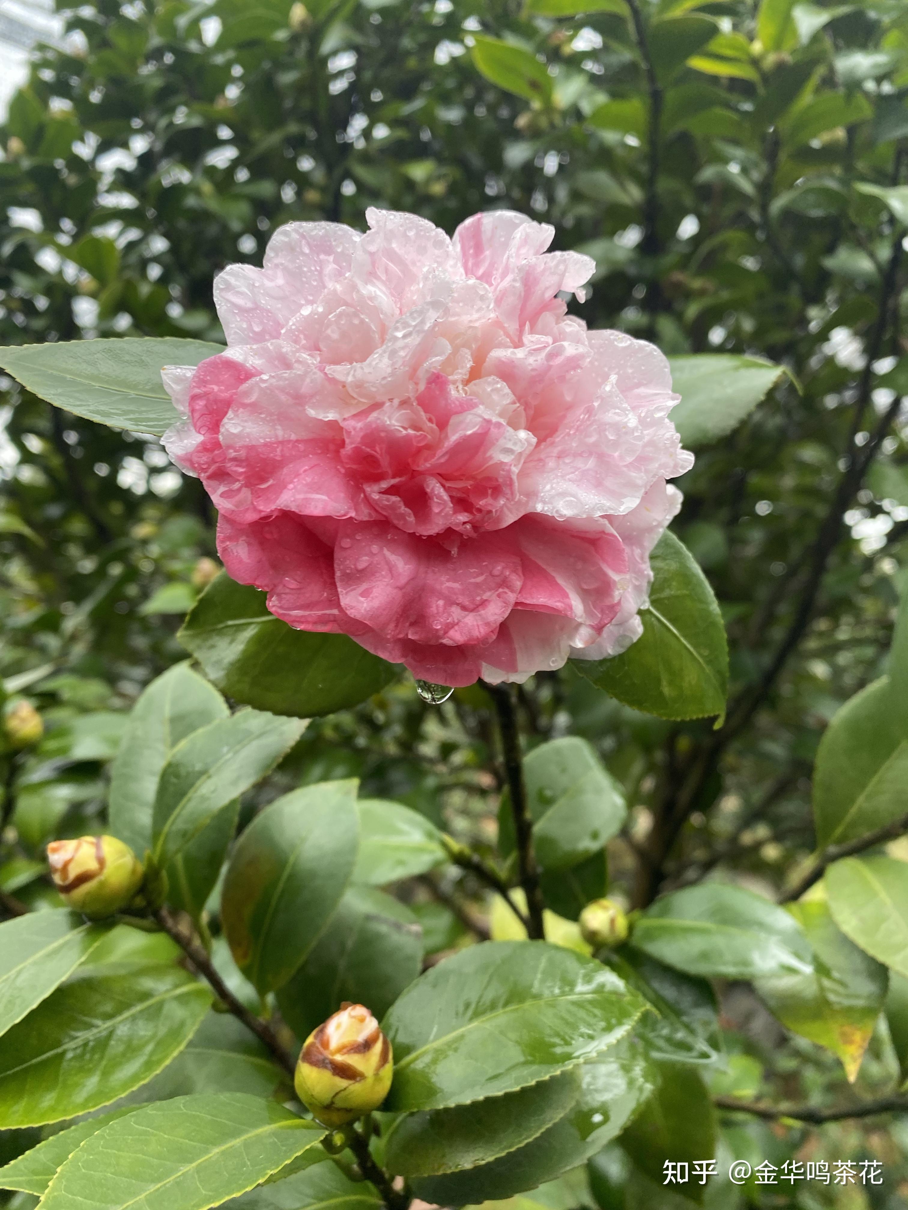 花宝珠茶花开了 - 知乎