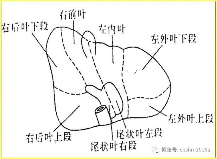 肝脏面的h形沟图片图片