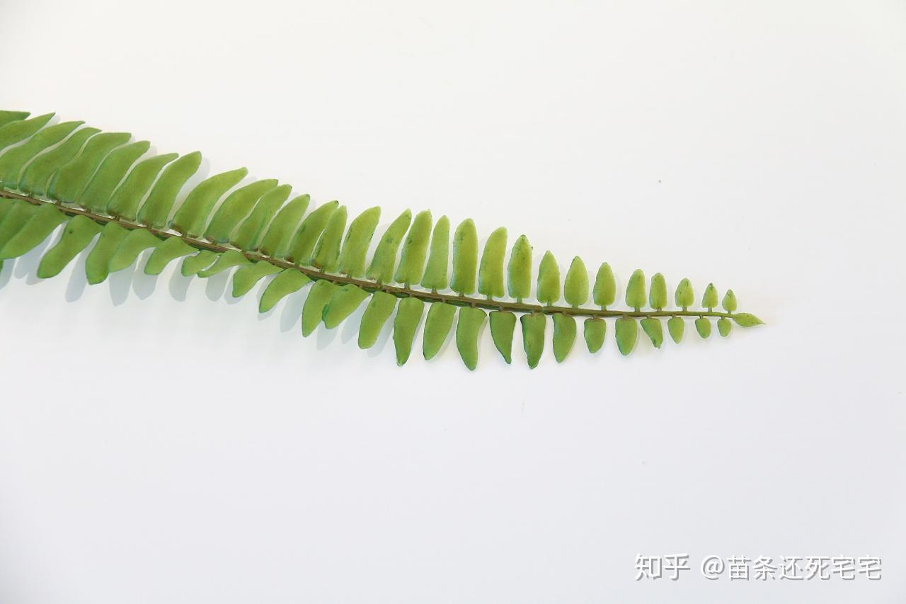 花艺师应该知道的叶材 你知道多少种呢? - 知乎