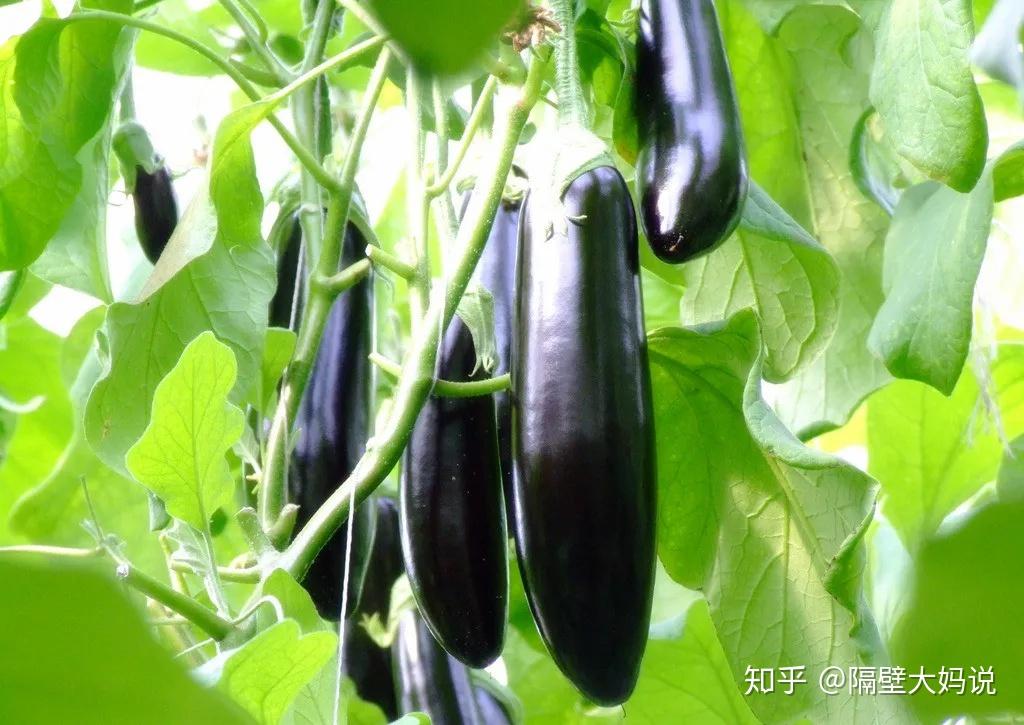 茄子营养丰富,却不可乱吃,吃茄子有"1大"禁忌,还有人傻傻不清楚!