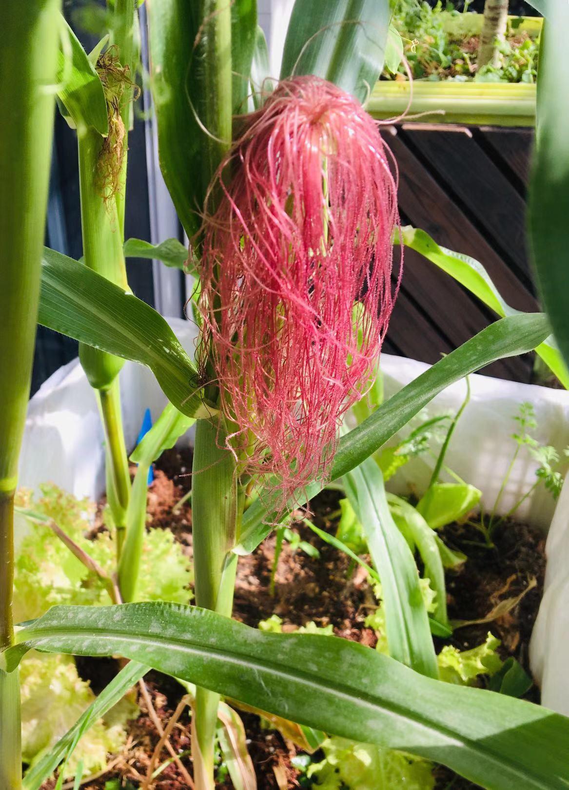 比如常种植的食物按照分类