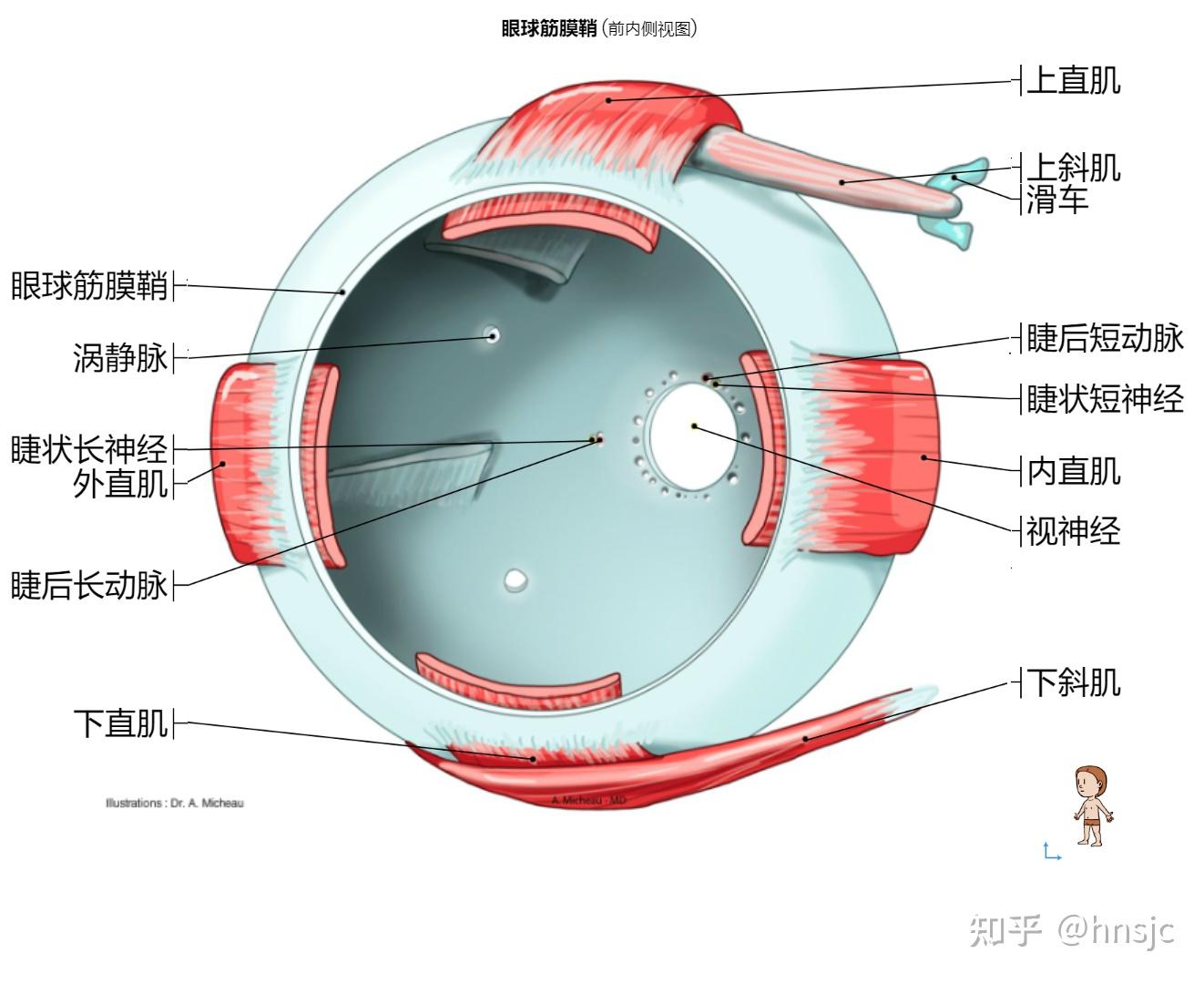 眼珠解剖图手画图片