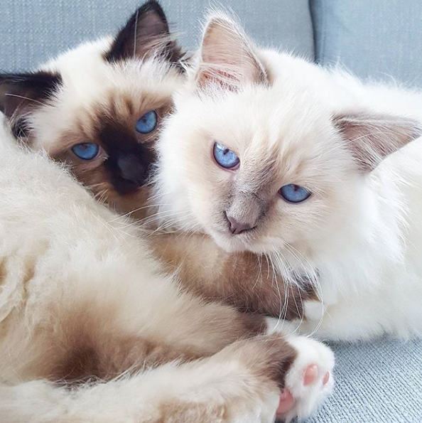 吸猫大会:伯曼猫toulouse & berlioz - 知乎