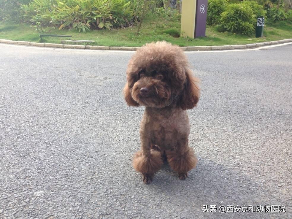 泰迪犬都有哪些颜色? - 知乎
