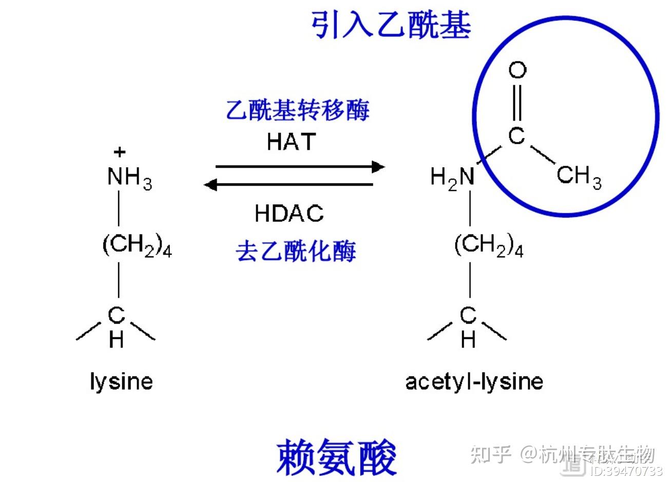 在乙酰基转移酶的作用下,在赖氨酸的n短引入乙酰基.