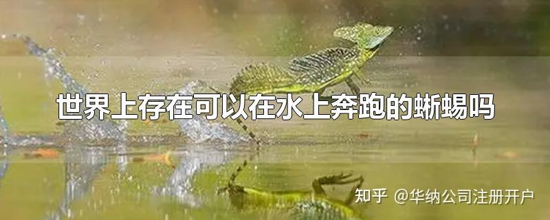 世界上有能在水上跑的蜥蜴吗?