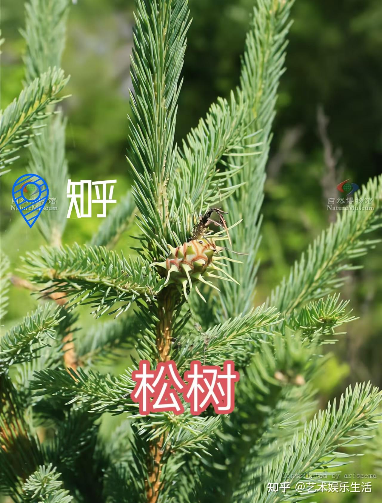 215种松科植物，最长寿的狐尾松已经活了4800岁- 知乎