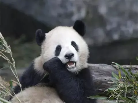 中国的国宝动物是熊猫 韩国竟是它 知乎