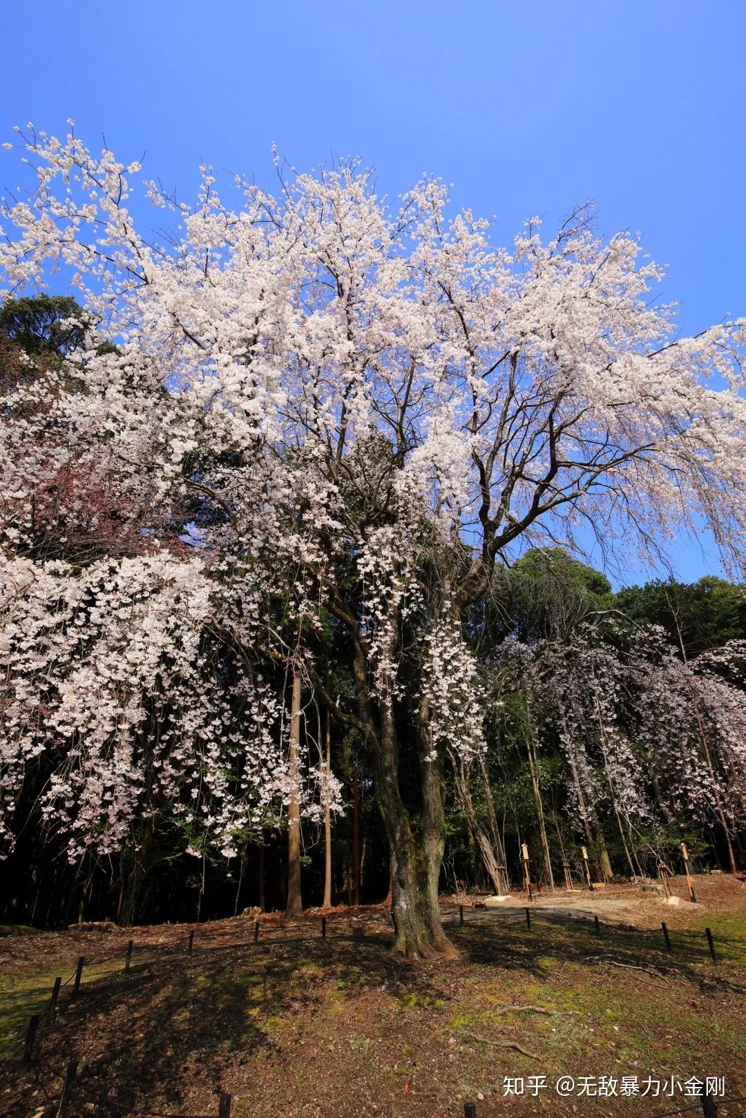 櫻花種類:河津櫻,垂枝櫻,染井吉野,山櫻,八重櫻等醍醐寺在1994年被列