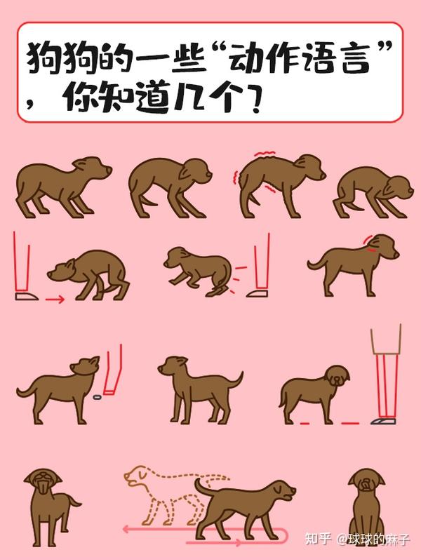 狗狗的一些“动作语言”，你知道几个？ - 知乎