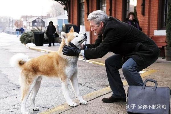 秋田犬怎么了 为什么饲养的人这么少 原因很现实 知乎