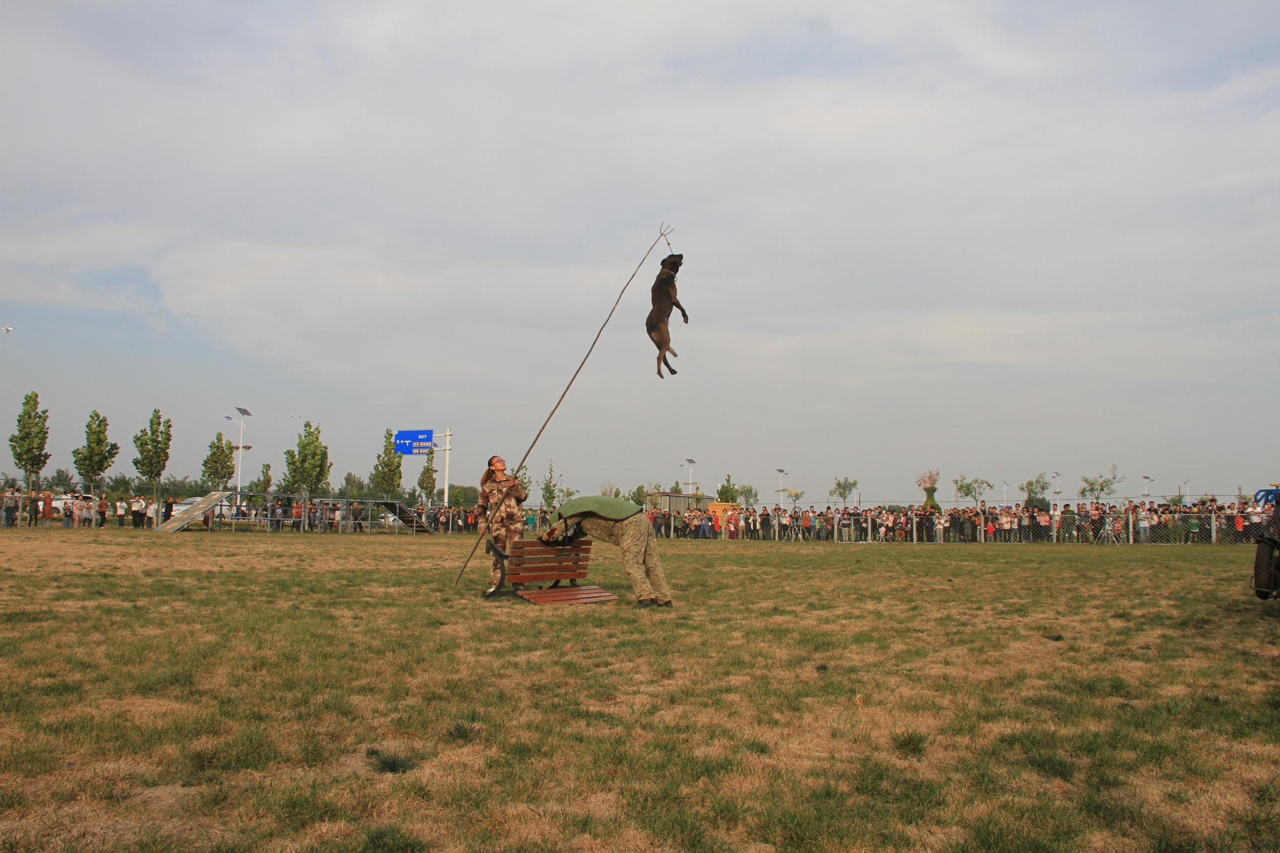 沧州兴丰训犬基地警犬表演