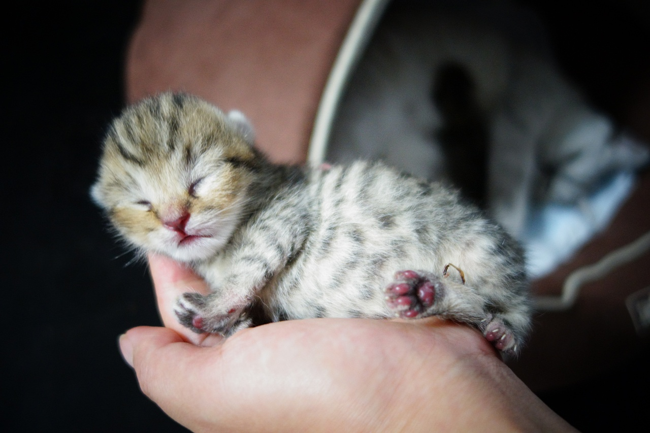 猫咪的一生|新生奶猫的营养管理 - 知乎