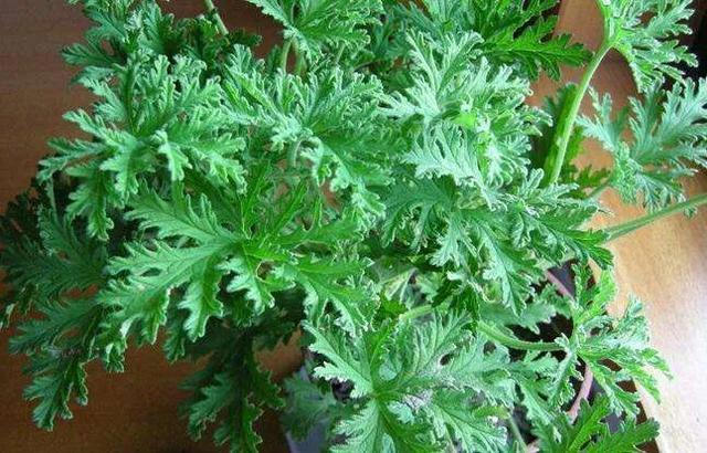 这5种"驱蚊草"效果很强大,还很好养哦 - 知乎