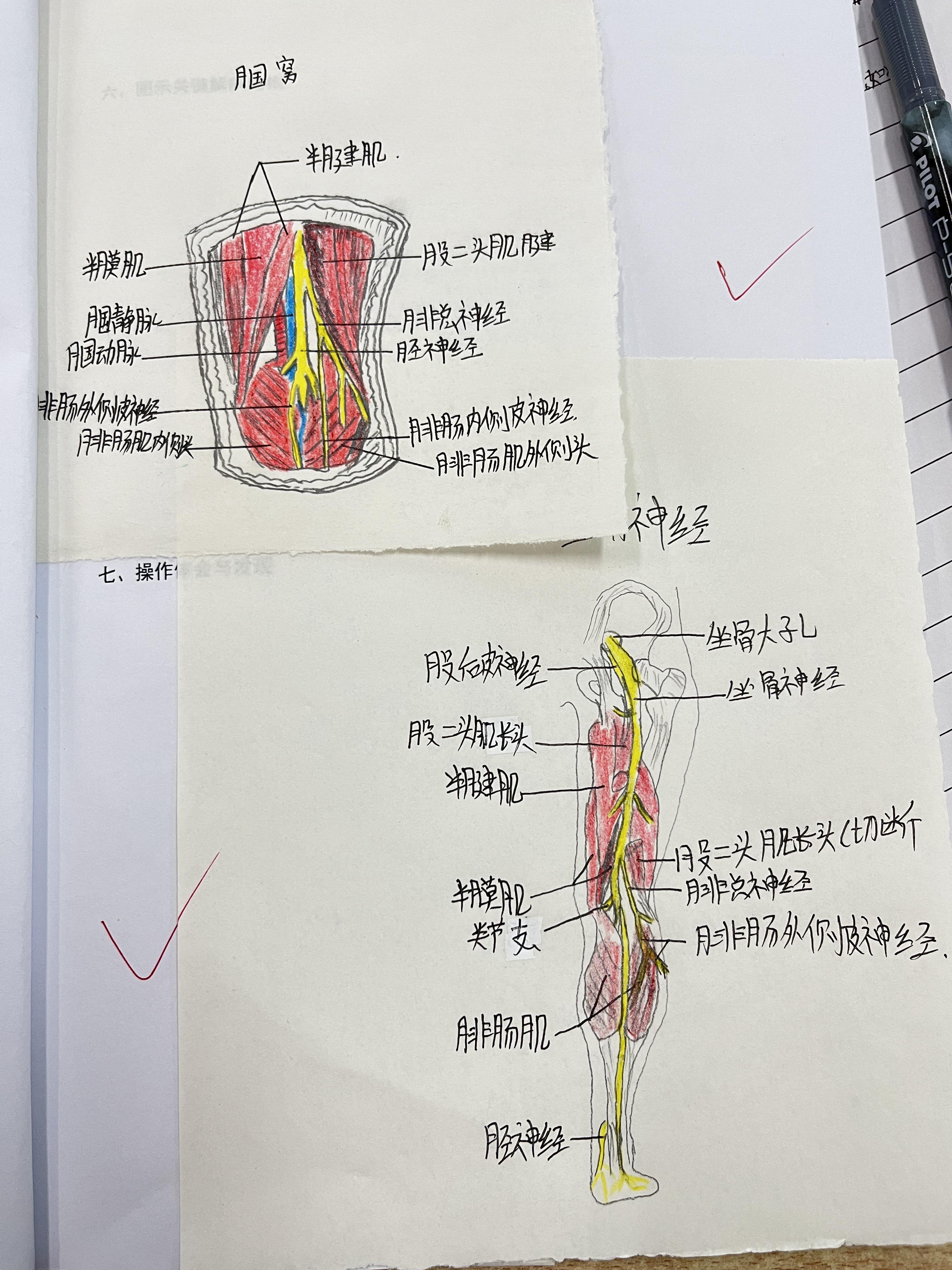 膎窝局部详细解剖图谱图片