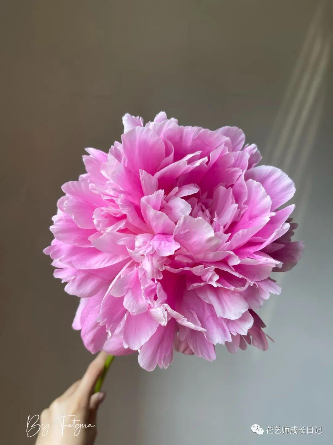 100朵芍药vol8餐盘芍药芍药届中的巨无霸