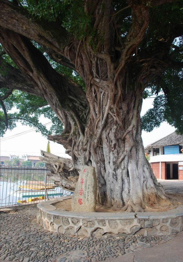 天马河古榕距今已有500年,位于广东江门市,树高15米.