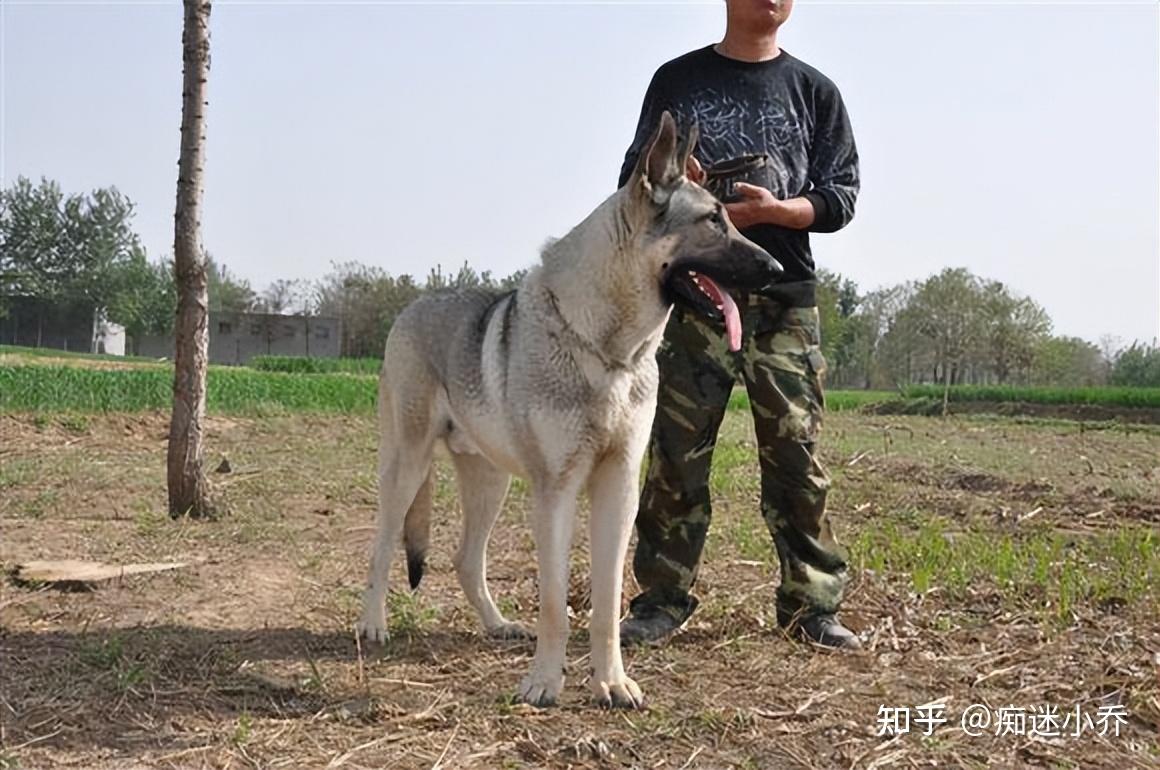原来“狼青犬”这么好,养过一次就不想换了 - 知乎