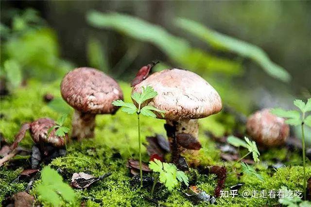 消费降级,松茸还这么贵,凭什么? - 知乎