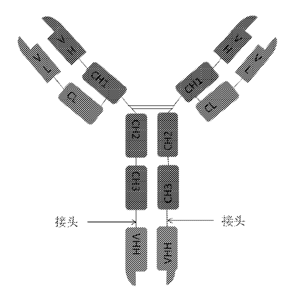 史上最简单的双抗Format：IgG-VHH - 知乎