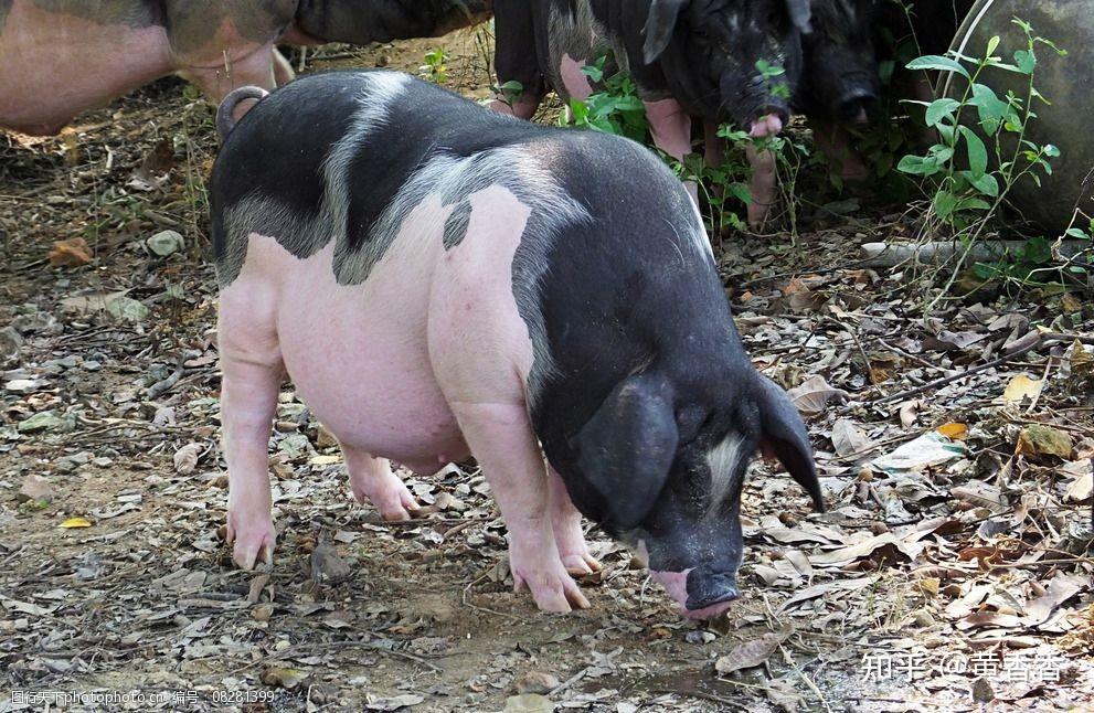 如何看待衡水中学学生说我就是一只来自乡下的土猪也