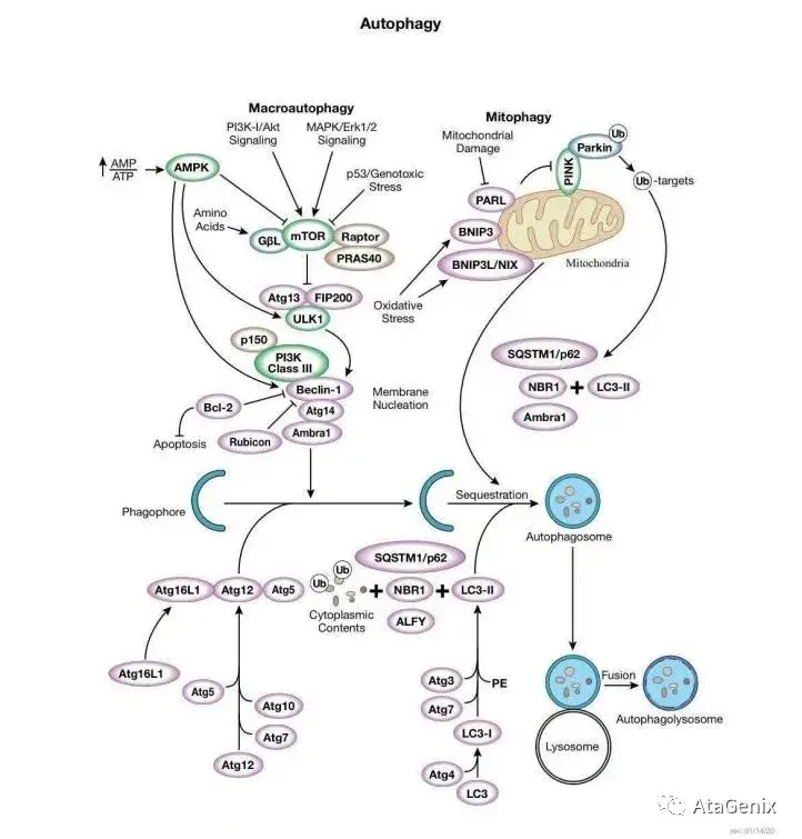 二,细胞自噬信号通路