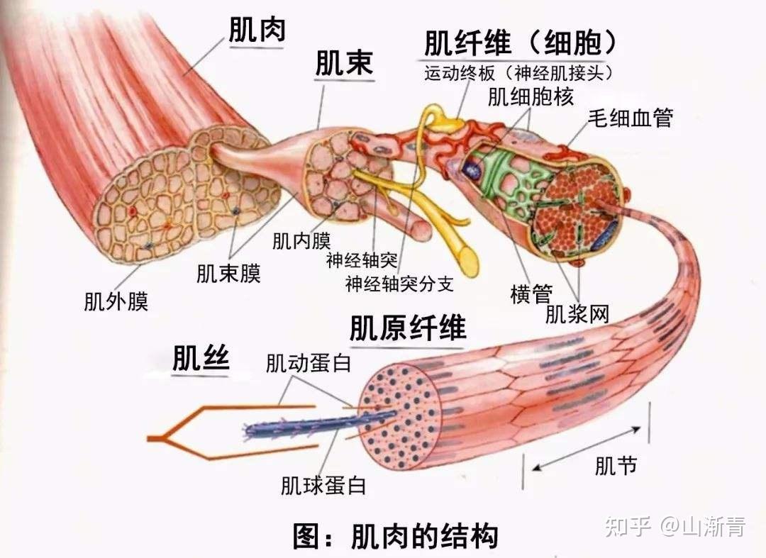 肌肉收缩的过程图解图片
