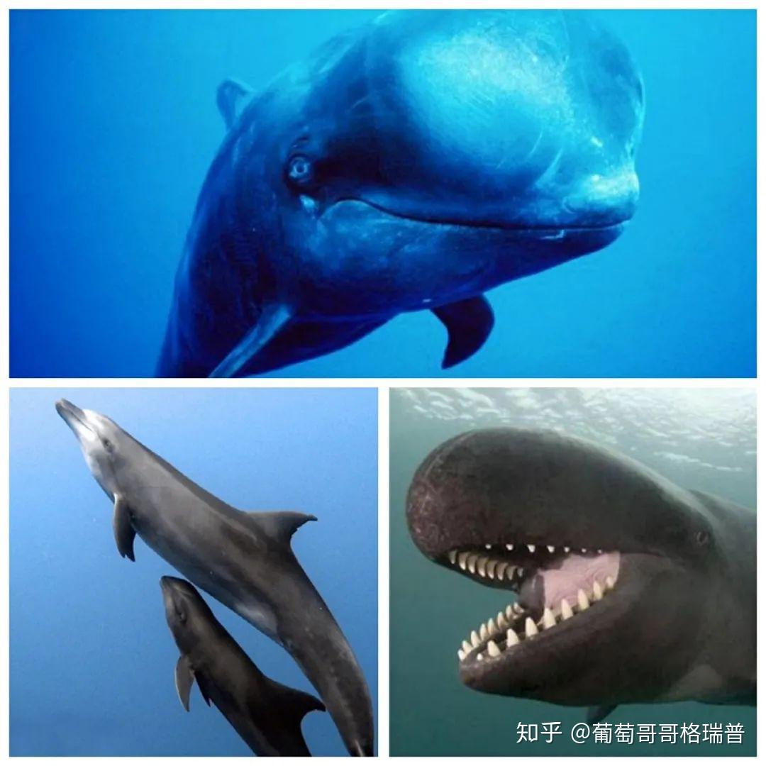 为什么说虎鲸不是鲸鱼？ - 知乎