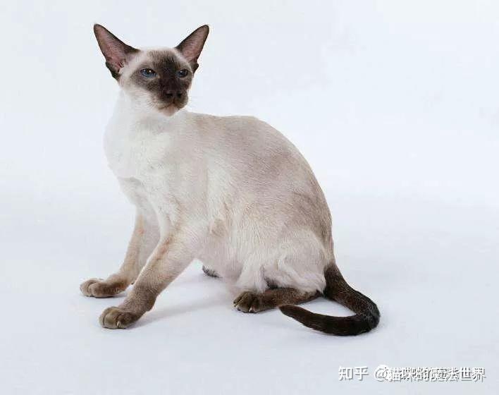 猫咪品种大盘点3暹罗猫
