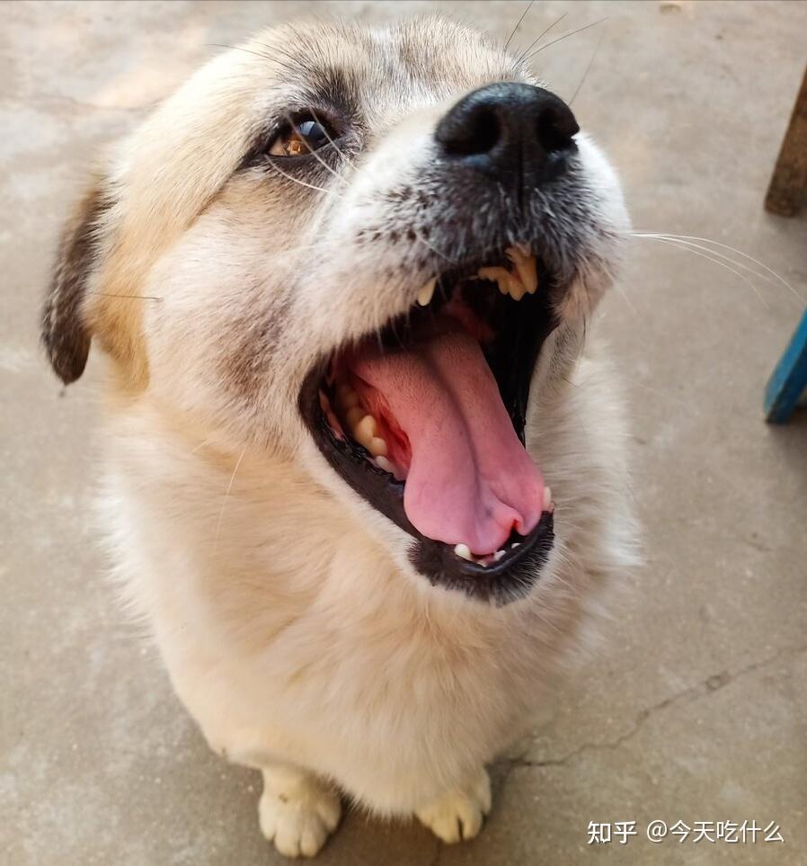 中华田园犬挑食不吃饭怎么办？ 知乎