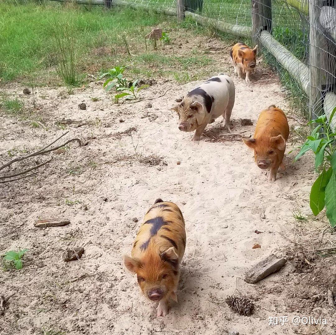 酷你酷你猪介绍