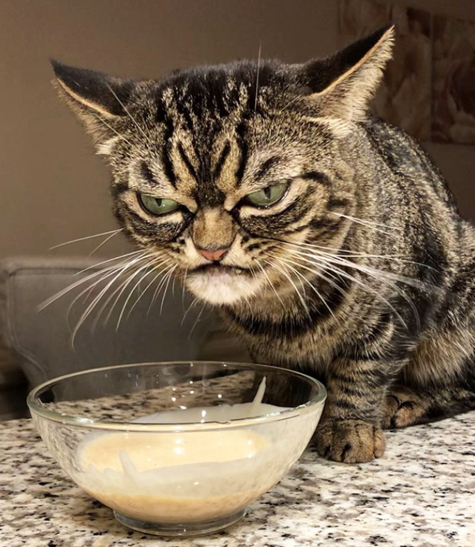 天生凶恶脸的猫咪,叫做基茨娅(kitzia),时刻保持着一副恶狠狠的表情