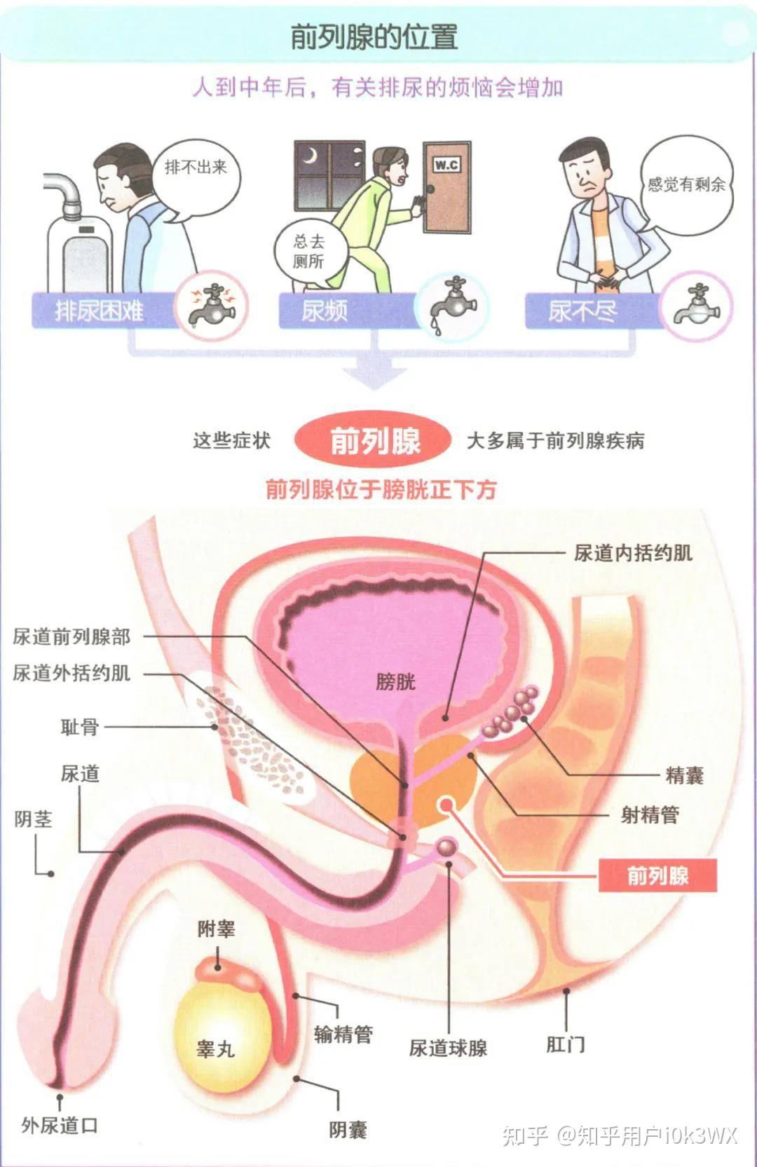 抓龙筋有什么好处