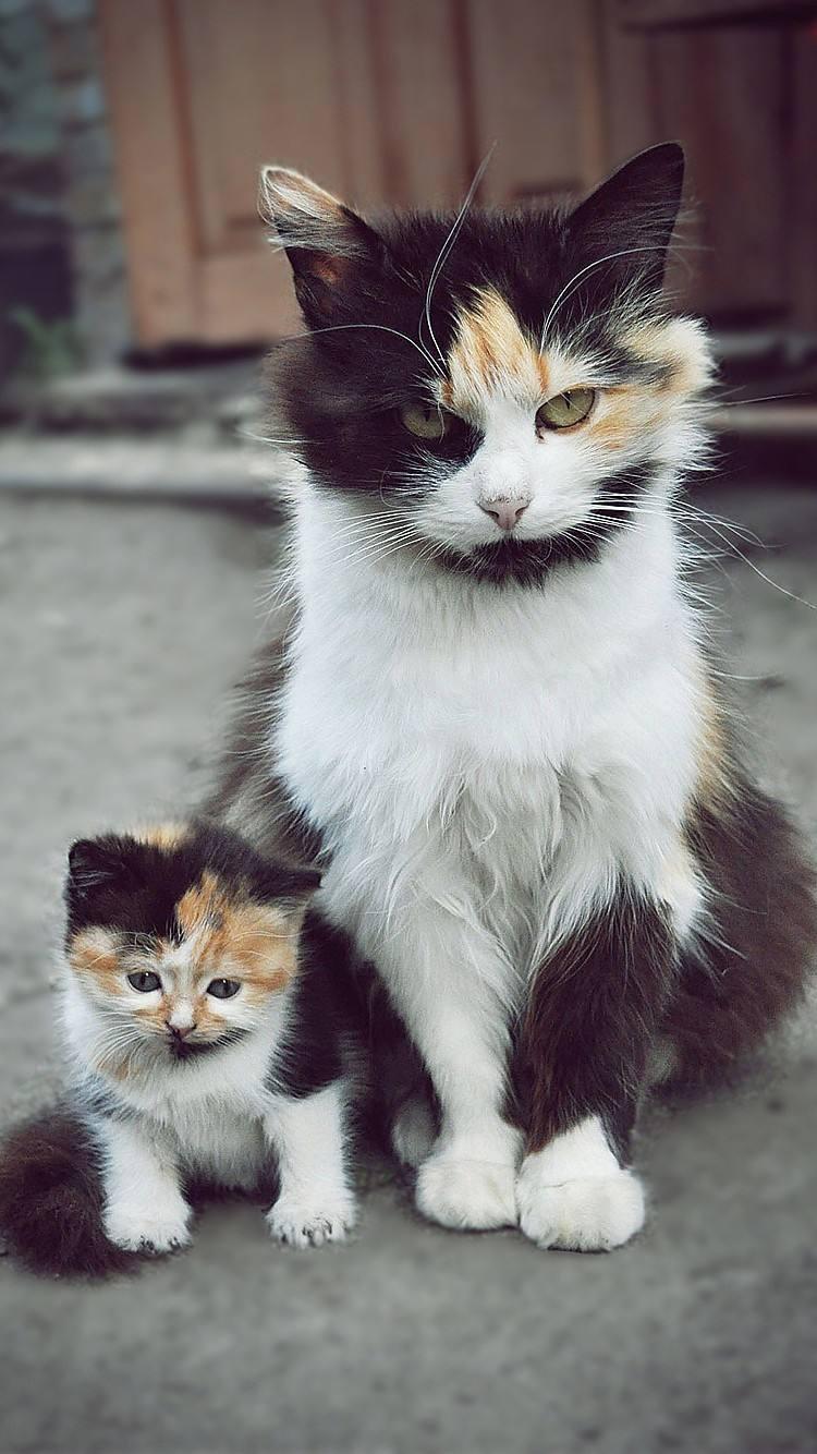 什么牌子的猫粮比较好?求建议!3个月家猫