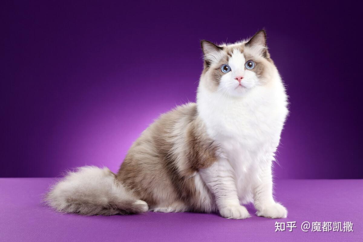 上海布偶猫配种