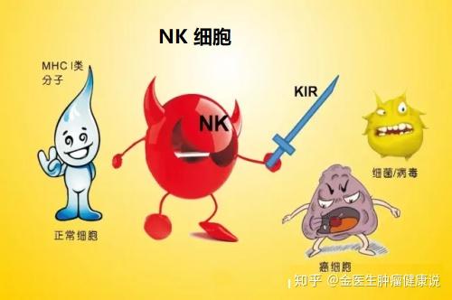 nk细胞又称自然杀伤细胞,属于非mhc依赖性免疫细胞,可以主动自发启动