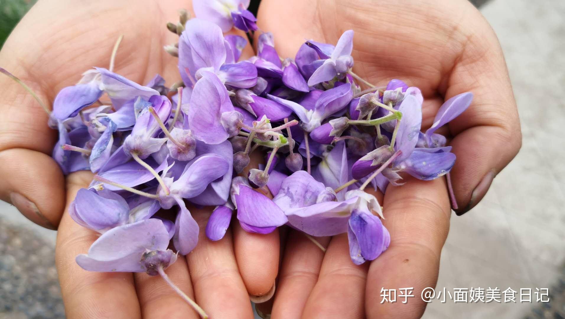 紫色洋槐花能吃吗图片