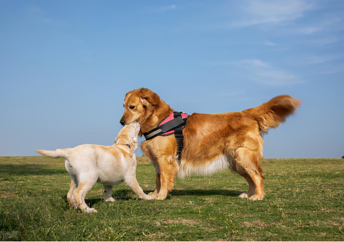 比起拉布拉多更多人喜欢金毛犬